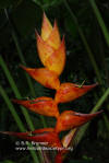 Heliconia champneiana 'Splash'